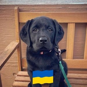 Meet your Posher, Jackson